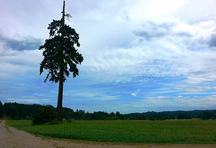 Shearing Tree; Cowichan Valley Regional District, 2015