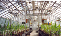 View of the interior of the Cereal Crops Building, showing the extant system of steam pipes and control mechanisms, which were responsible for maintaining controlled experimental conditions in the greenhouses, 1995.; Parks Canada Agency / Agence Parcs Canada, 1995.