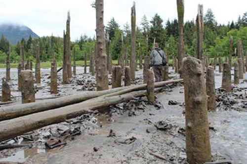 Wharf Pilings