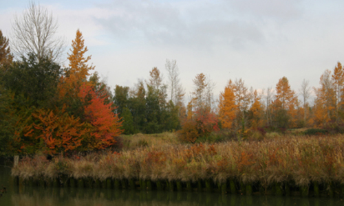 Ladner's Landing, Exterior View of Marsh