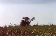 Buxton Settlement Pear Tree – site of the first Homecoming Picnic in 1924; Parks Canada | Parcs Canada